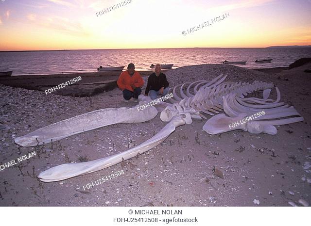 California Gray Whale Eschrichtius robustus adult skeleton on the beach. San Ignacio Lagoon, Baja, Mexico. rr