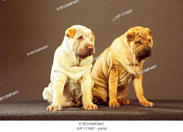 two Shar Peis - sitting - cut out
