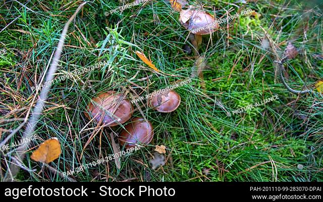 07 November 2020, Saxony-Anhalt, Angern: Four chestnut boletuses (Boletus badius) stand in a wooded area. Mushroom hunters are particularly likely to find them...