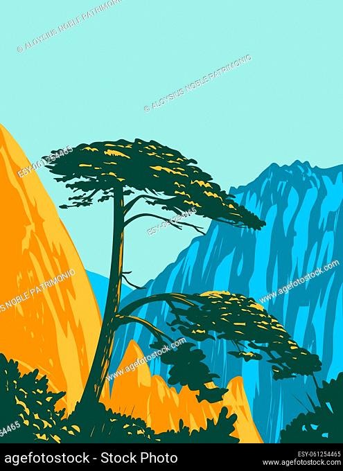 WPA poster art of a Pinus hwangshanensis or Huangshan pine on Huangshan Mountains in southern Anhui Province, Huangshan City