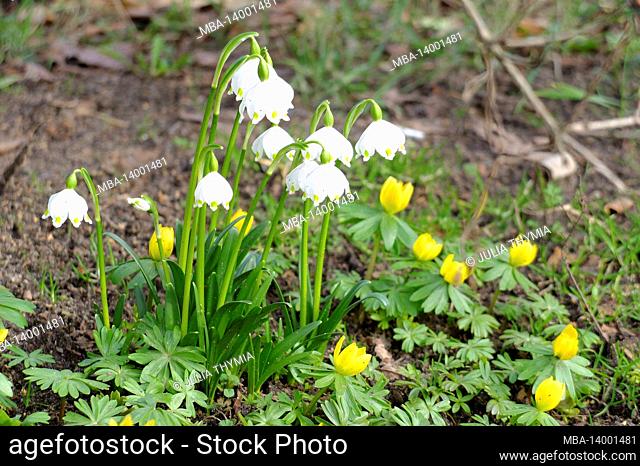 the march cup (spring knot flower, leucojum vernum) and winter lumps (eranthis hyemalis)
