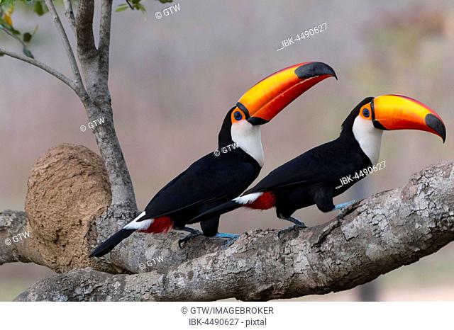 Couple of Toco Toucan (Ramphastos toco) on tree, Pantanal, Mato Grosso, Brazil