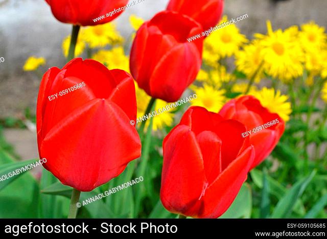 Group of red tulips in the park. Spring landscape closeup
