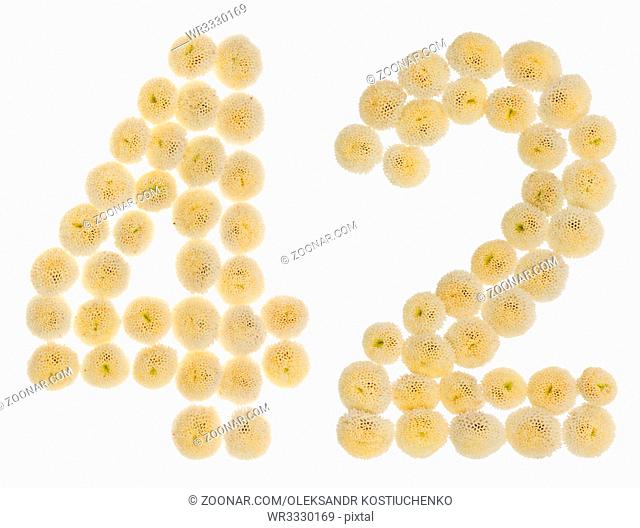 Arabic numeral 42, forty two, from cream flowers of chrysanthemum, isolated on white background