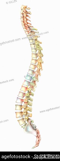 Spine made up of vertebrae (cervical, thoracic, lumbar), sacrum and coccyx