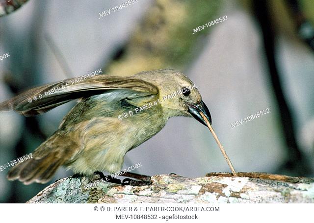 Galapagos / Darwinis Finch - Woodpecker / Carpenter Finch - using a twig to get ants out of a branch (Cactospiza pallidus Camarhynchus pallidus)