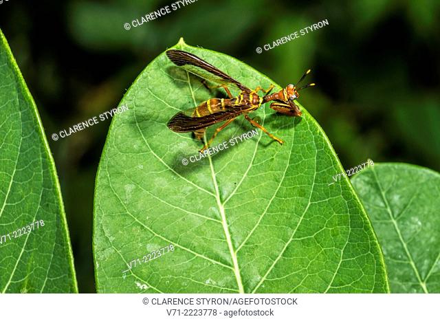 Mantidfly (Climaciella brunnea) Preening and Hunting on Indian Hemp (Apocynum cannabinum) Leaf