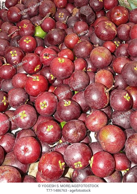 Kokam Fruits, Garcinia Indica