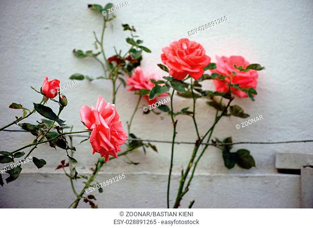 Roses on Wire Frame