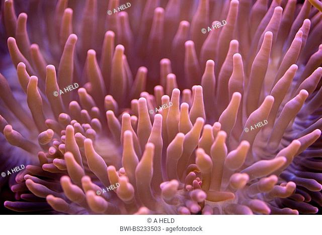 four-colored anemone, bubble-tip anemone, bulb-tip anemone, bulb-tentacle sea anemone, maroon anemone Entacmaea quadricolor, closeup