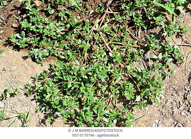 Common purslane or verdolaga (Portulaca oleracea) is a succulent plant widely disseminate: south Europe, north Africa, India, Malaysia, Australia.