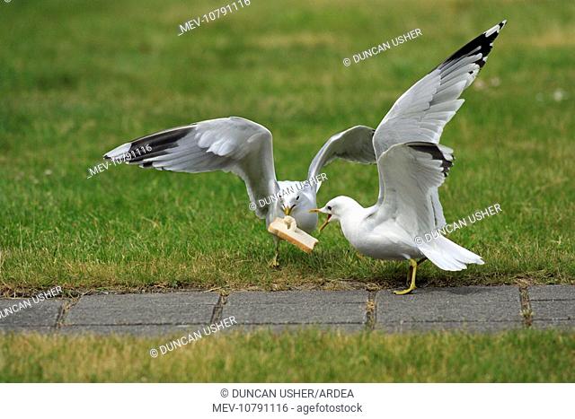 Common Gull - 2 birds squabbling over bread (Larus canus)