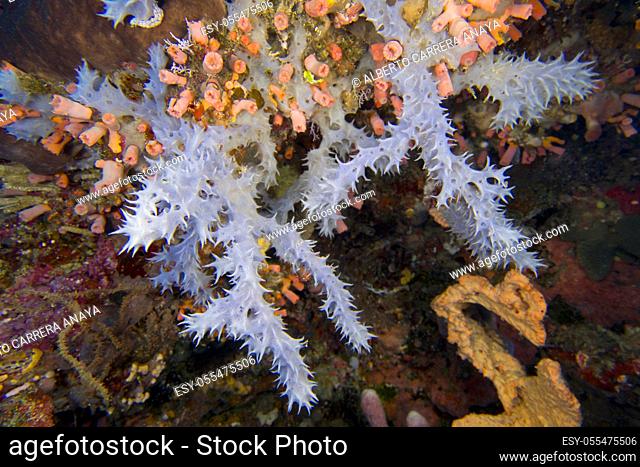 Coral Reef, Hard Coral, Bunaken National Marine Park, Bunaken, North Sulawesi, Indonesia, Asia