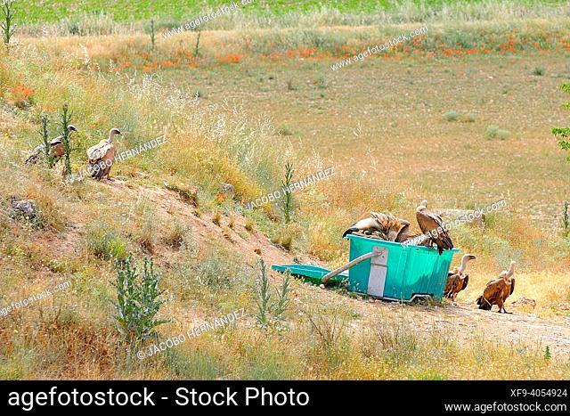 Griffon vultures (Gyps fulvus) feeding on a carcass container. Villaescusa de Haro. Cuenca province. Castilla La Mancha. Spain