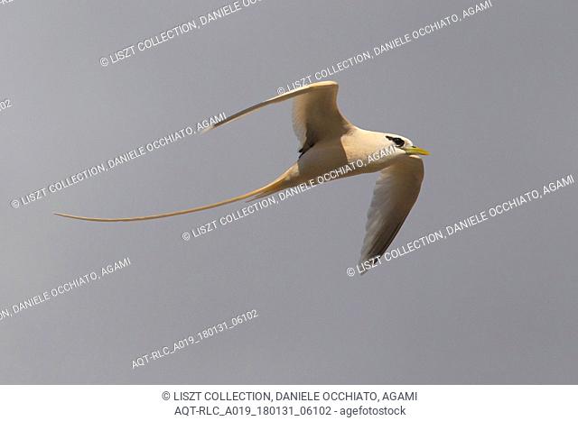 Vagrant White-tailed Tropicbird on the Azores, White-tailed Tropicbird, Phaethon lepturus