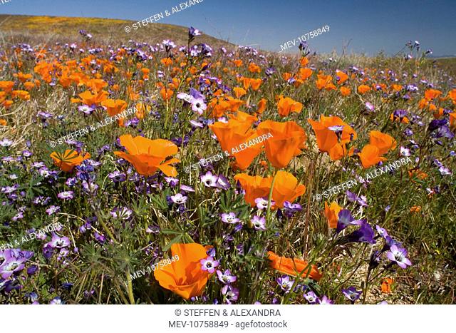 Californian Poppy and violet Davy Gilia (Gilia latiflora ssp. davyi) cover hills and valleys in Antelope Valley (Eschscholzia californica)