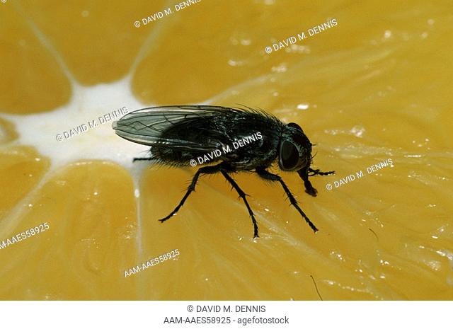 House Fly on sliced Orange (Musca domestica)