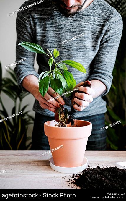 Man putting mud in flower pot while planting avocado plant at home
