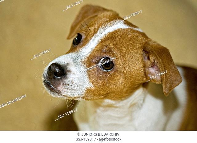 half breed dog - puppy - portrait