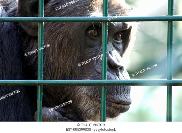 Monkey in captivity