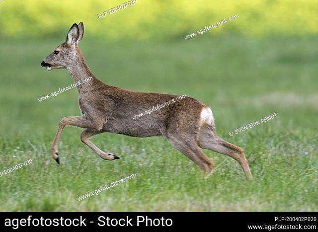 Fleeing European roe deer (Capreolus capreolus) female / doe running over meadow in autumn