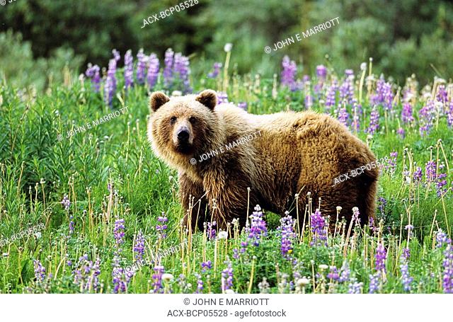 Grizzly bear, northern British Columbia, Canada