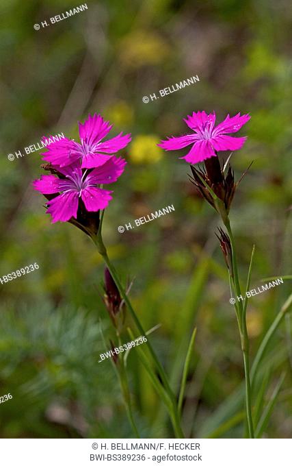Carthusian pink, Clusterhead pink (Dianthus carthusianorum), inflorescence, Germany