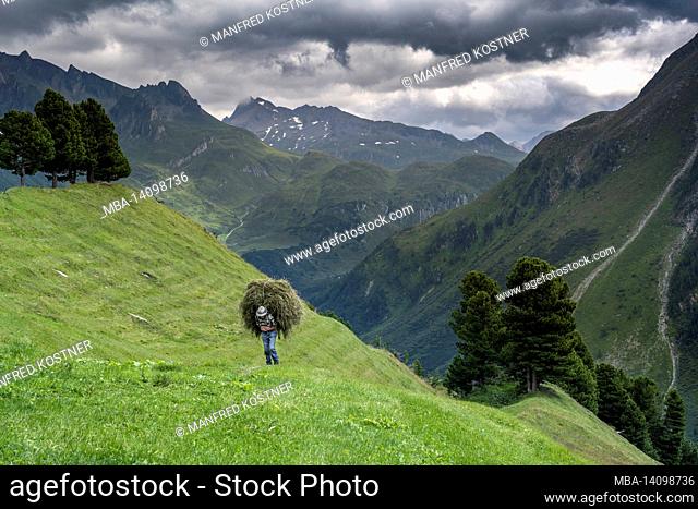rein in taufers, sand in taufers, bolzano province, south tyrol, italy. a farmer carries hay with a hoist
