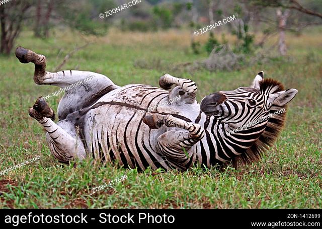 Zebra, Steppenzebra, Südafrika, South Africa, Plains Zebra, Perissodactyla, Equus quagga ------------------------------ a wildlife document