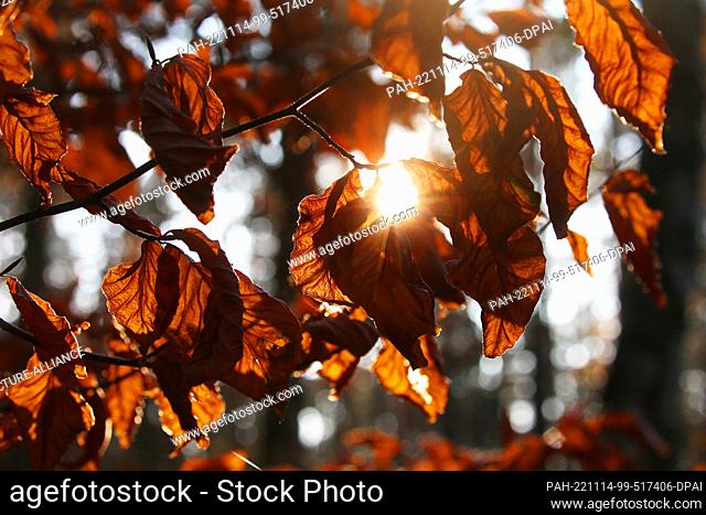 14 November 2022, Berlin: The setting autumn sun shines through the leaves of beech trees in the Berlin forest at temperatures around 10 degrees Celsius