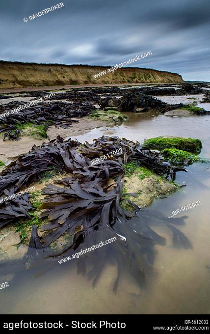 Fronds of Toothtrack (Fucus serratus), exposed on the beach at low tide, Reculver, Kent, England, United Kingdom, Europe