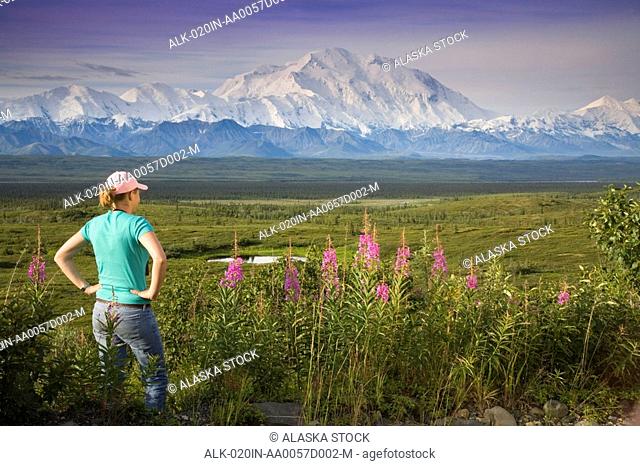 Female visitor views Mt.Mckinley & Alaska Range through binoculars next to fireweed flowers Denali National Park Alaska