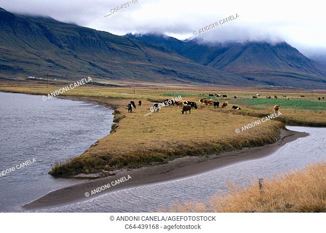 Cows. Seydisfjordur. Iceland
