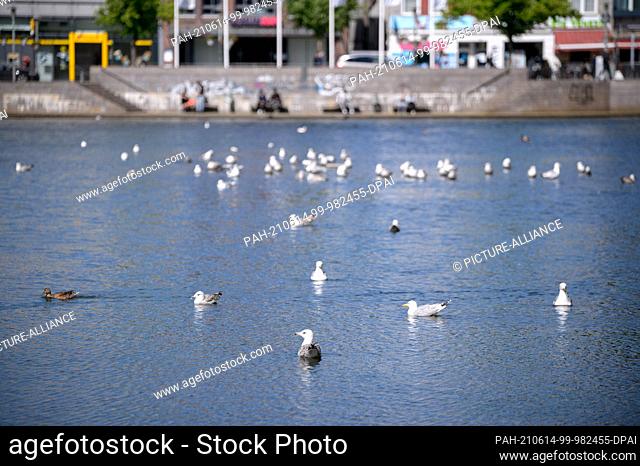 12 June 2021, Schleswig-Holstein, Neumünster: Seagulls (Larinae) swim in the sunshine on the Schwale in the city centre. Photo: Jonas Walzberg/dpa