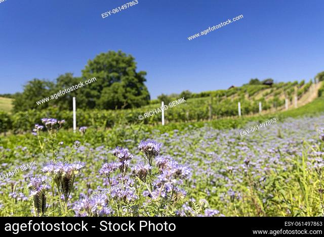 Landscape with vineyards, Slovacko, Southern Moravia, Czech Republic