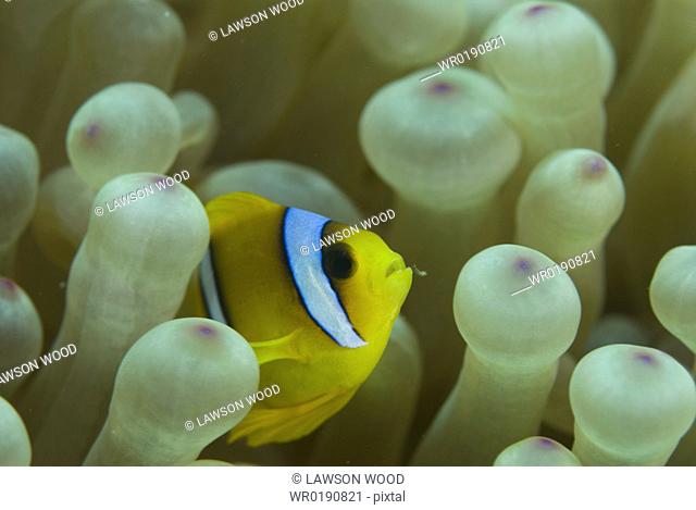 Red Sea Anemonefish Amphiprion bicinctus, juvenile amidst anemone tentacles, Red Sea