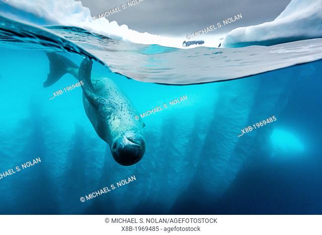 A curious adult leopard seal, Hydrurga leptonyx, underwater in the Errera Channel near the Antarctic Peninsula, Southern Ocean