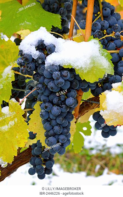 Snow-covered Dornfelder grapes in autumn, Korb-Steinreinach, wine-growing region of Remstal, Baden-Wuerttemberg, Germany, Europe
