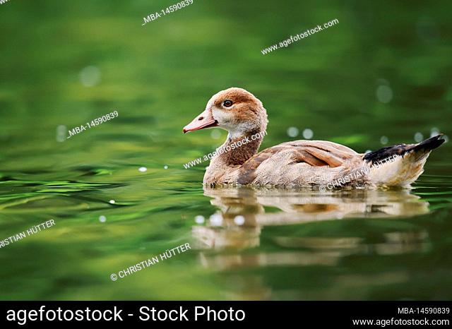 Egyptian Goose (Alopochen aegyptiaca), young bird, North Rhine-Westphalia, Germany