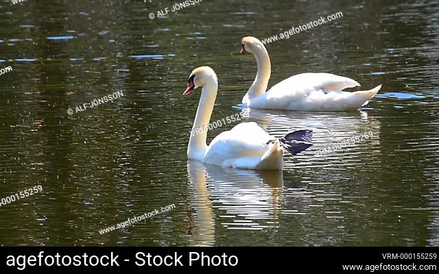 Mute Swan (Cygnus olor), couple, on dark water in Ystad, Scania, Sweden, Scandinavia