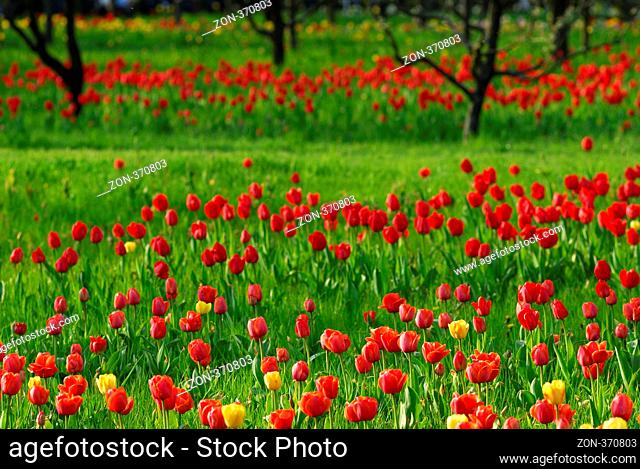 Rote Tulpen in einer Gartenlandschaft. Red tulips in a colourful landscape
