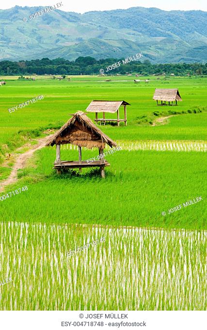 Reisfeld im Luang Namtha Tal, Laos