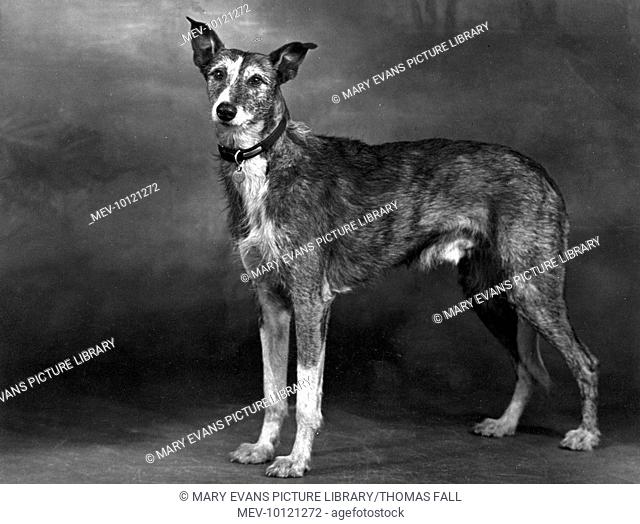 A Lurcher is not a purebred dog. It is usually a cross between a Greyhound, or other Sighthound, and a Working or Terrier breed