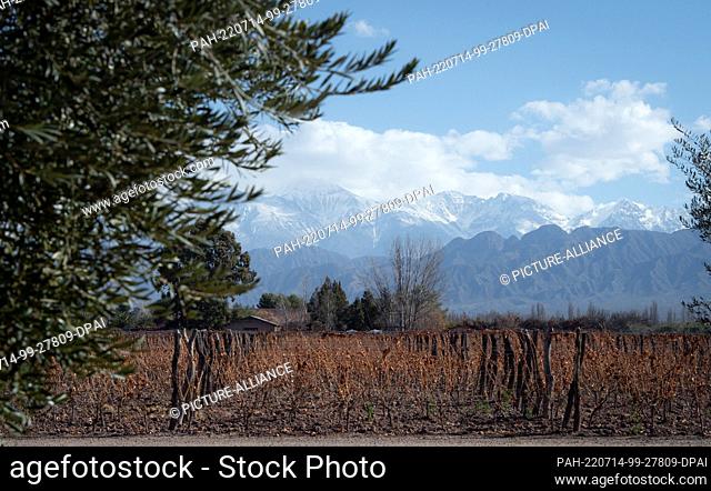 02 July 2022, Argentina, Mendoza: The vine rests in winter at the foot of the Andes. Photo: Florencia Martin/dpa. - Mendoza/Argentina