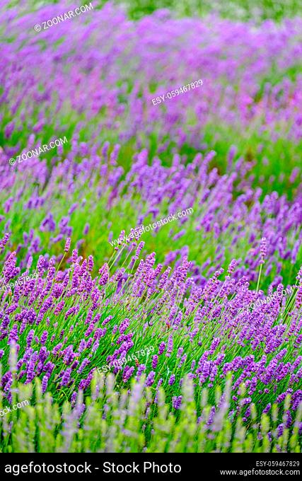 Rows of Lavender Plants Blossoming in a Farm