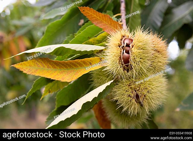 chestnut tree, chestnuts