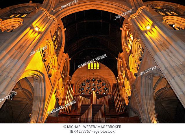 Interior shot of the organ, oak wood ceiling, central bell tower, St. Mary's Cathedral, Sydney, New South Wales, Australia