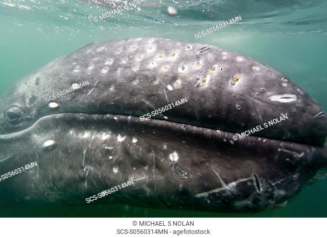 California Gray Whale Eschrichtius robustus underwater in San Ignacio Lagoon on the Pacific side of the Baja Peninsula, Baja California Sur