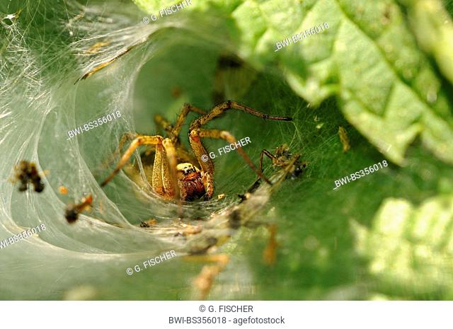 grass funnel-weaver, maze spider (Agelena labyrinthica), in its web