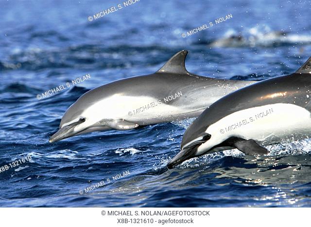 Short-beaked common dolphin pair Delphinus delphis leaping next to each other off the north shore of Catalina Island, Southern California, USA  Pacific Ocean